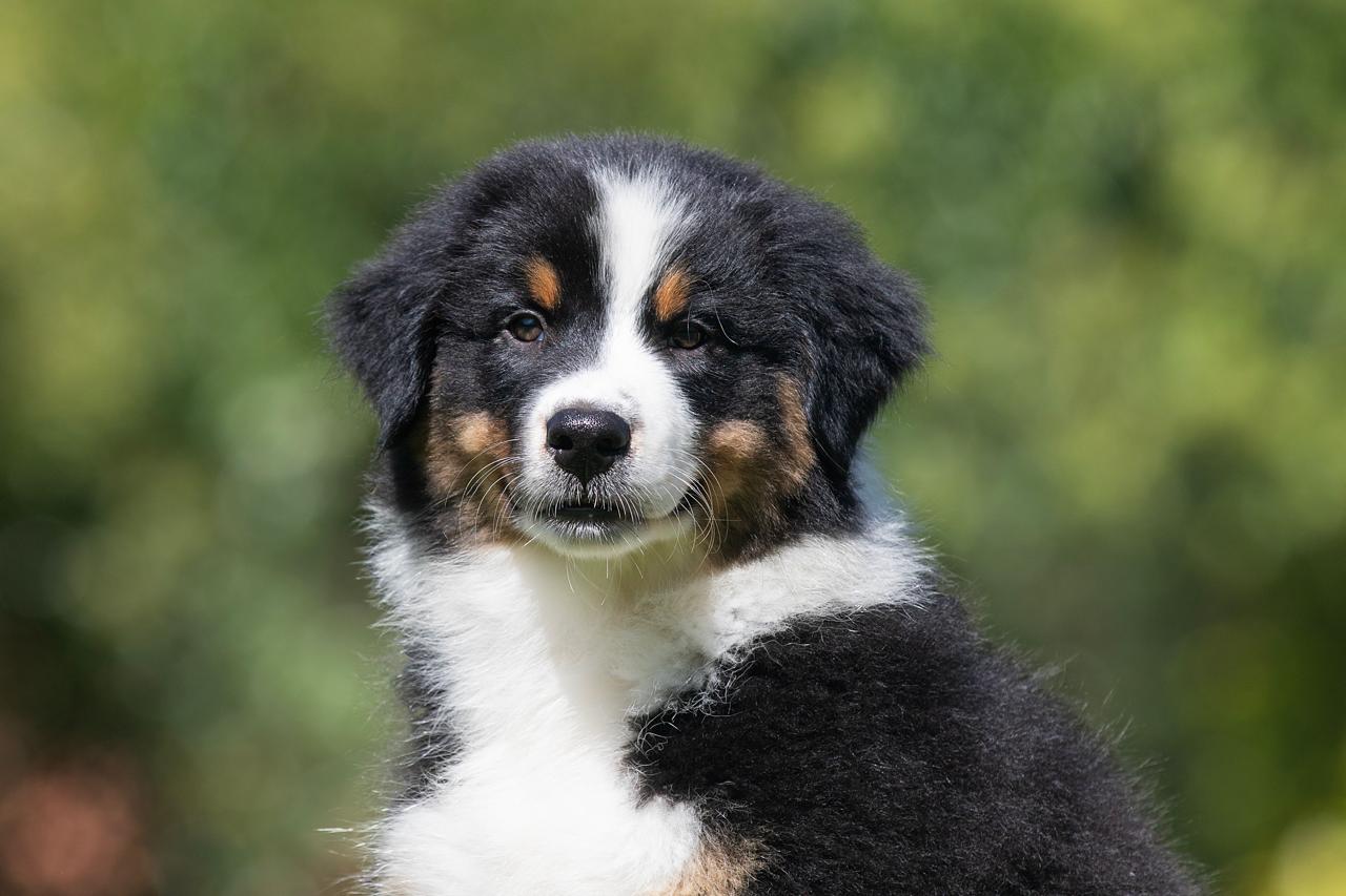 Black Australian Shepherd Puppy