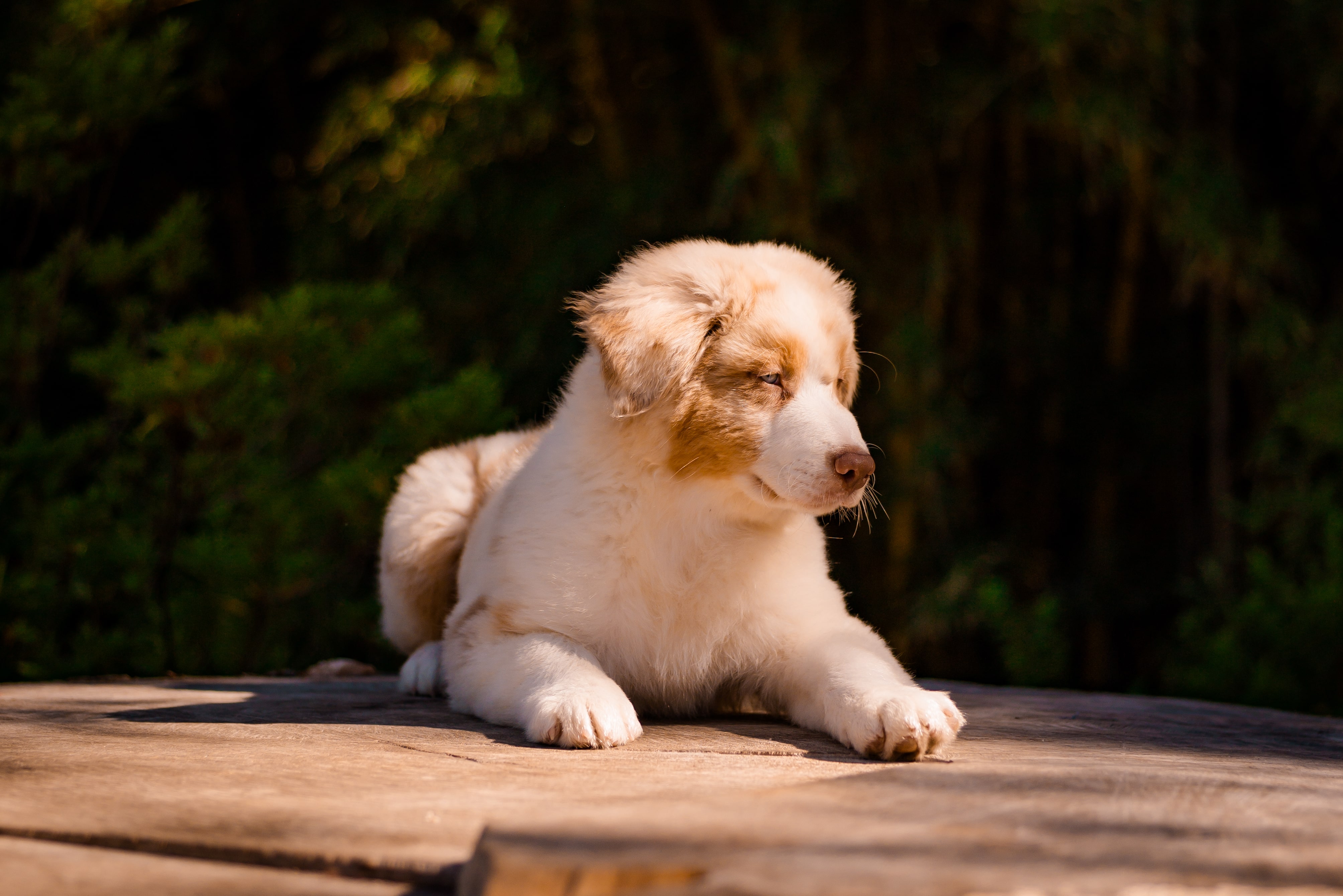 Australian Shepherd