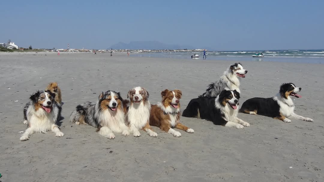 Australian Shepherd color varieties