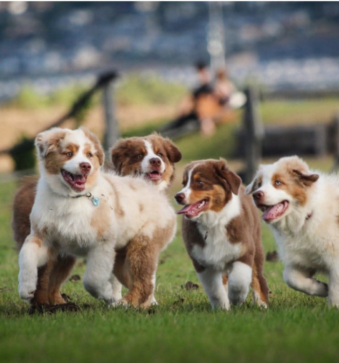 Australian Shepherd history