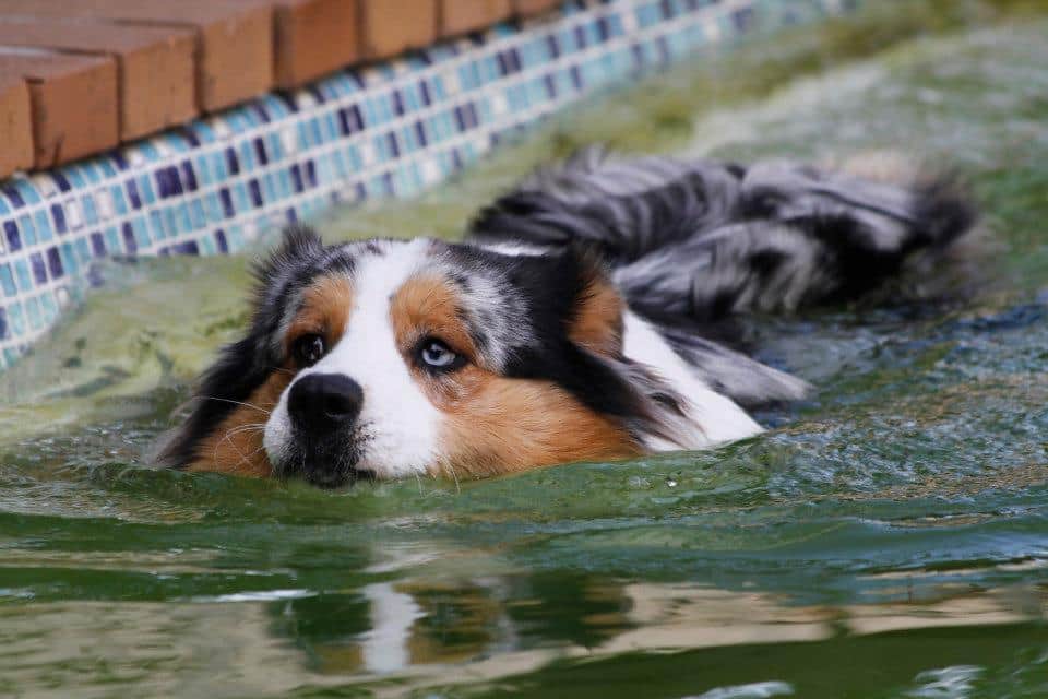 Australian Shepherd color varieties