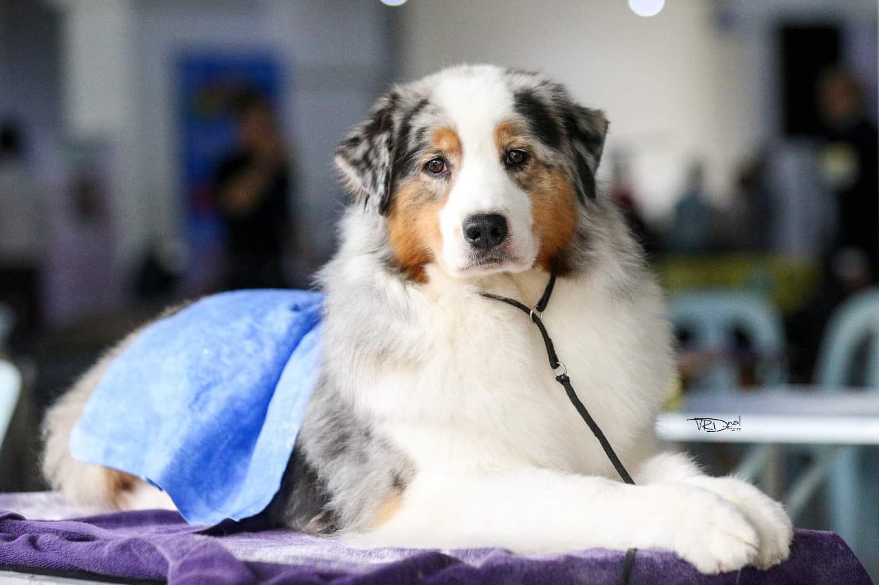 Australian Shepherd color varieties