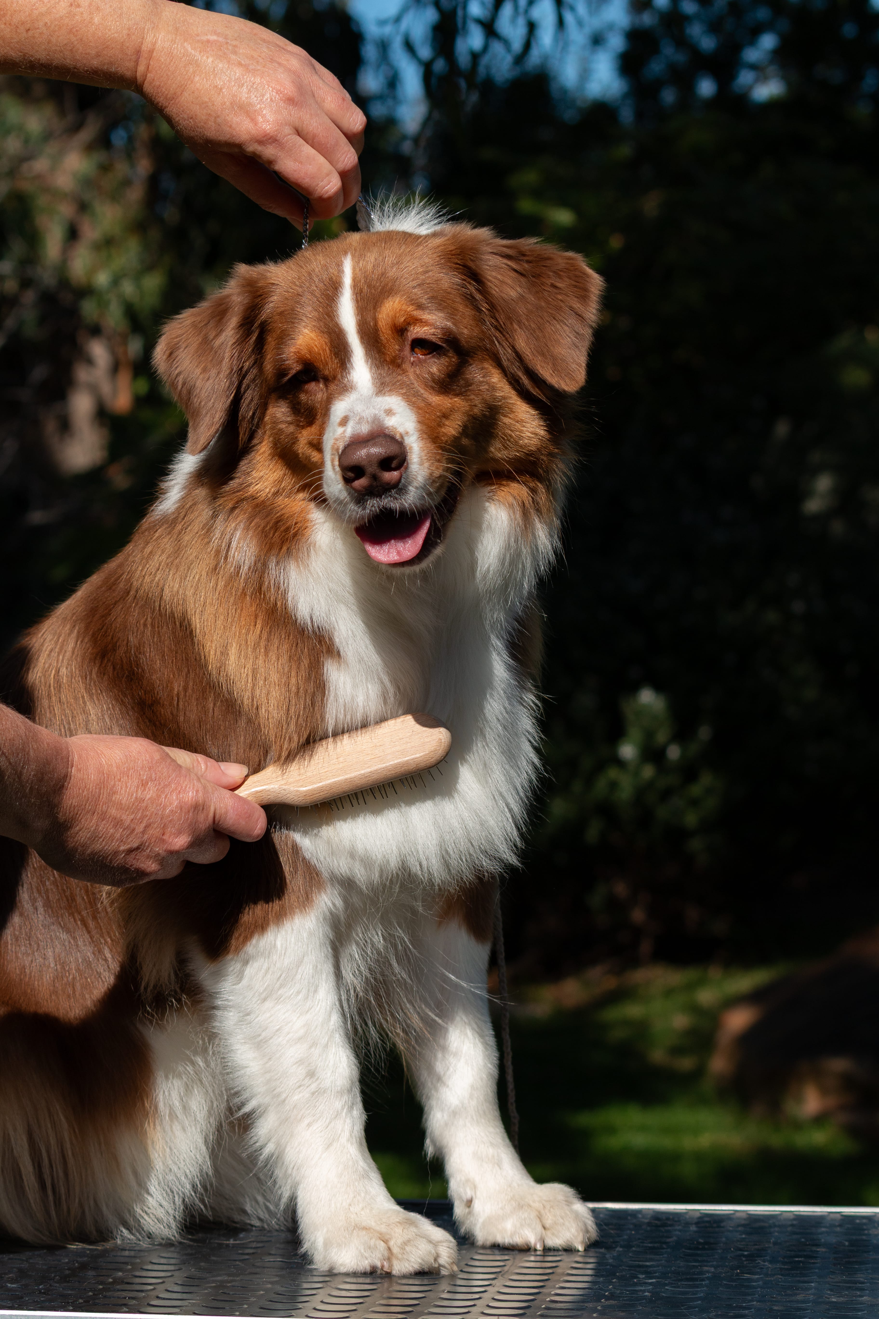 Australian Shepherd playing sport