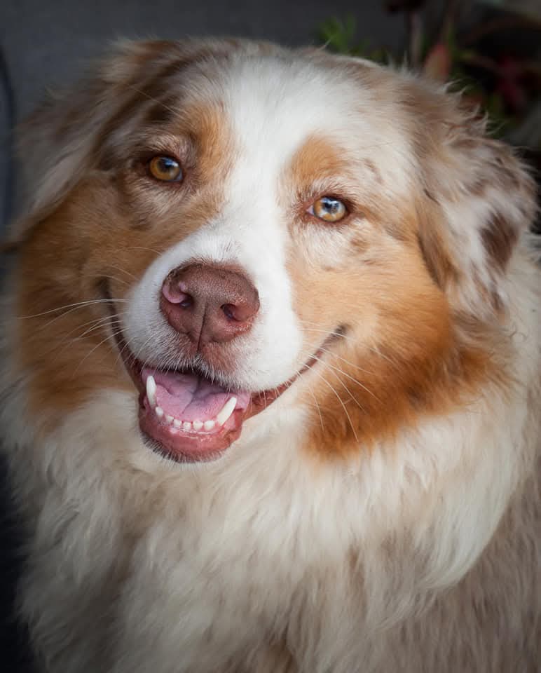 Australian Shepherd working
