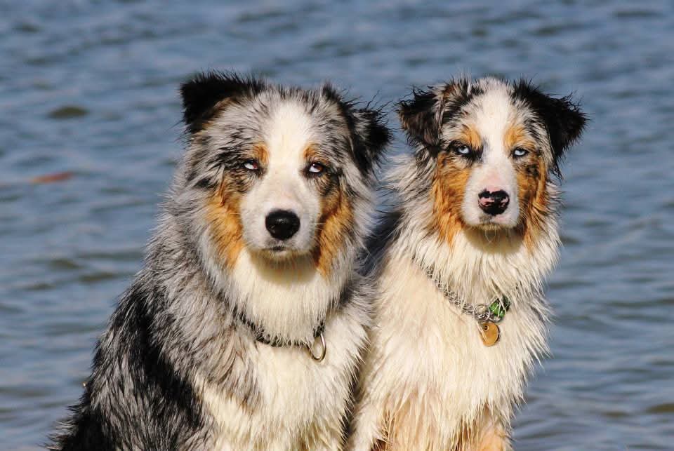 Australian Shepherd color varieties