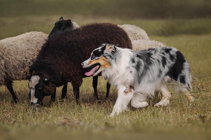 Australian Shepherd hearding