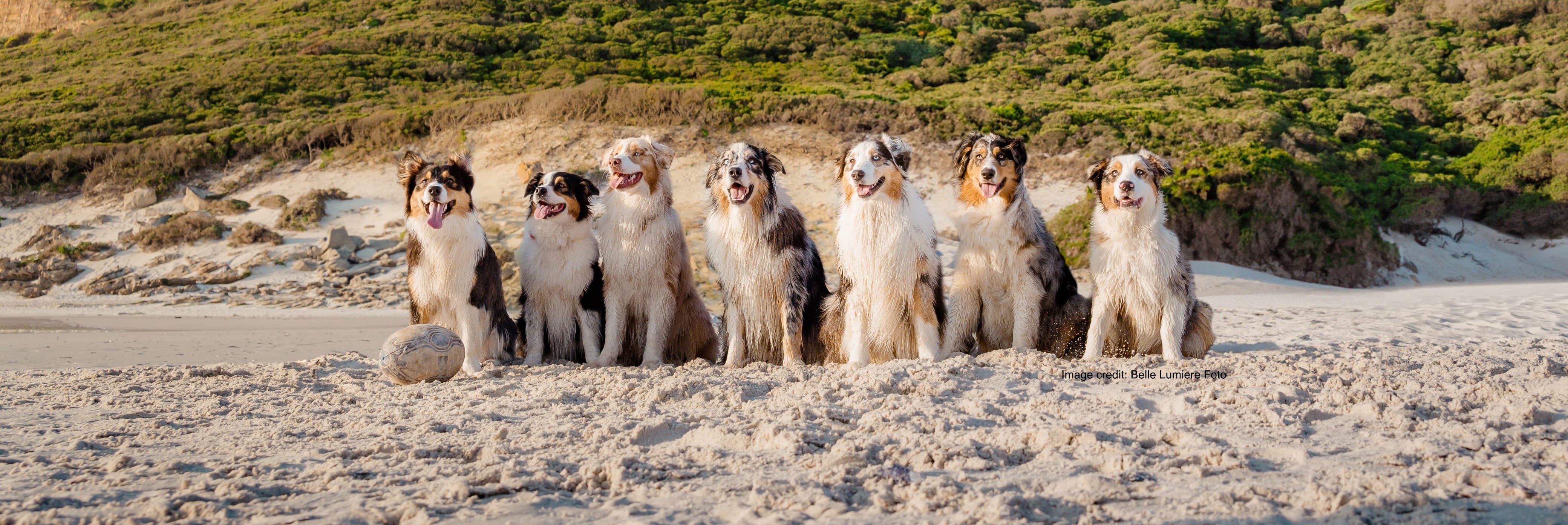 Australian Shepherd Club