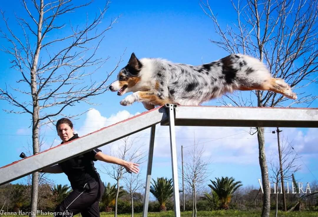 Australian Shepherd Club