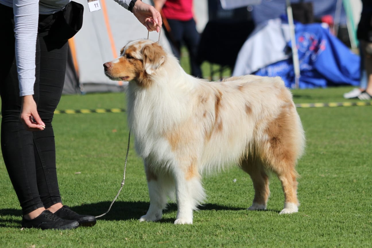 Australian Shepherd event