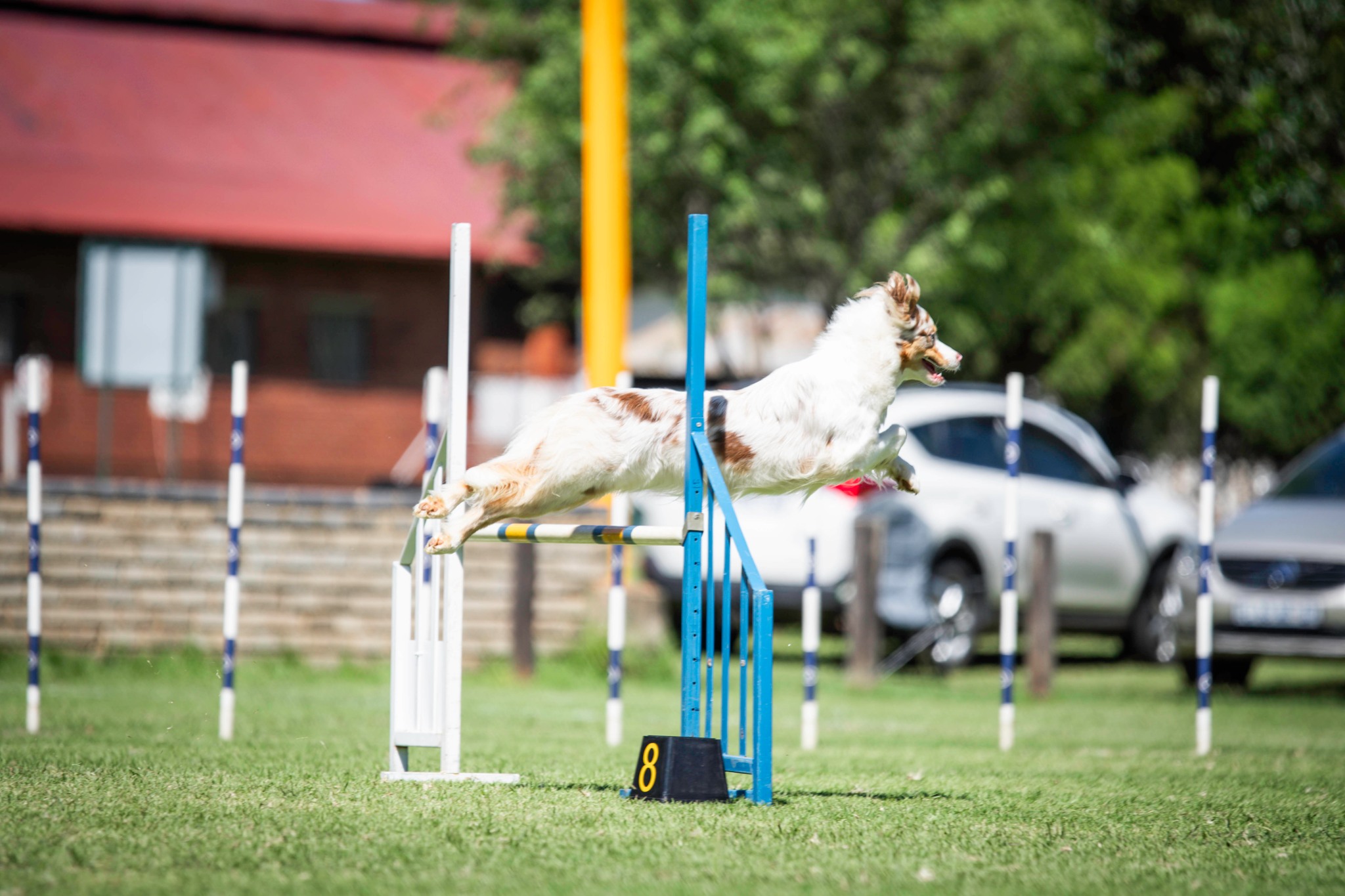 Australian Shepherd playing sport