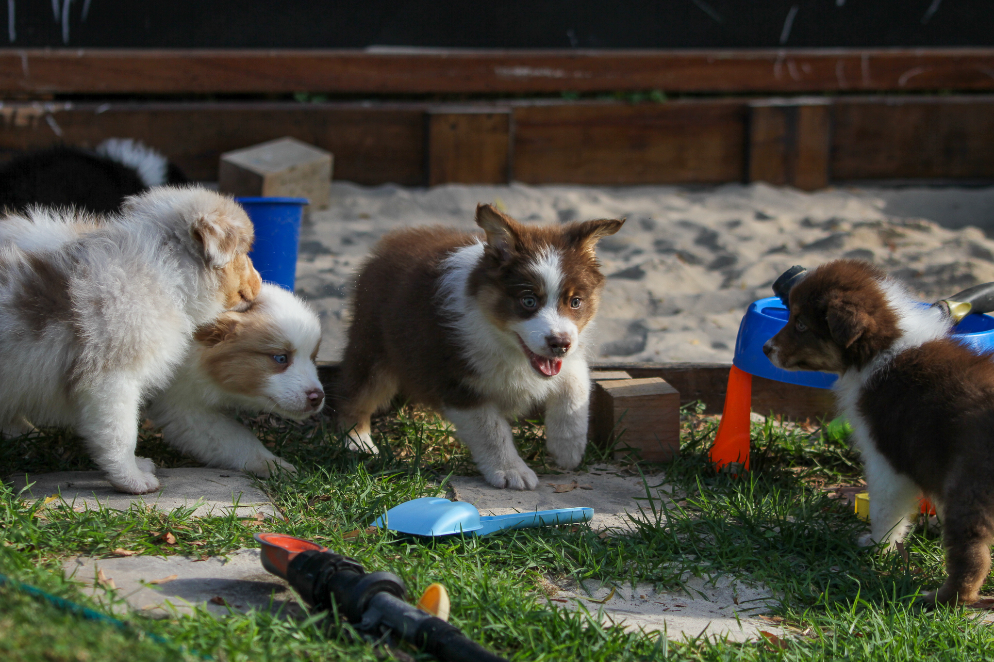Puppies