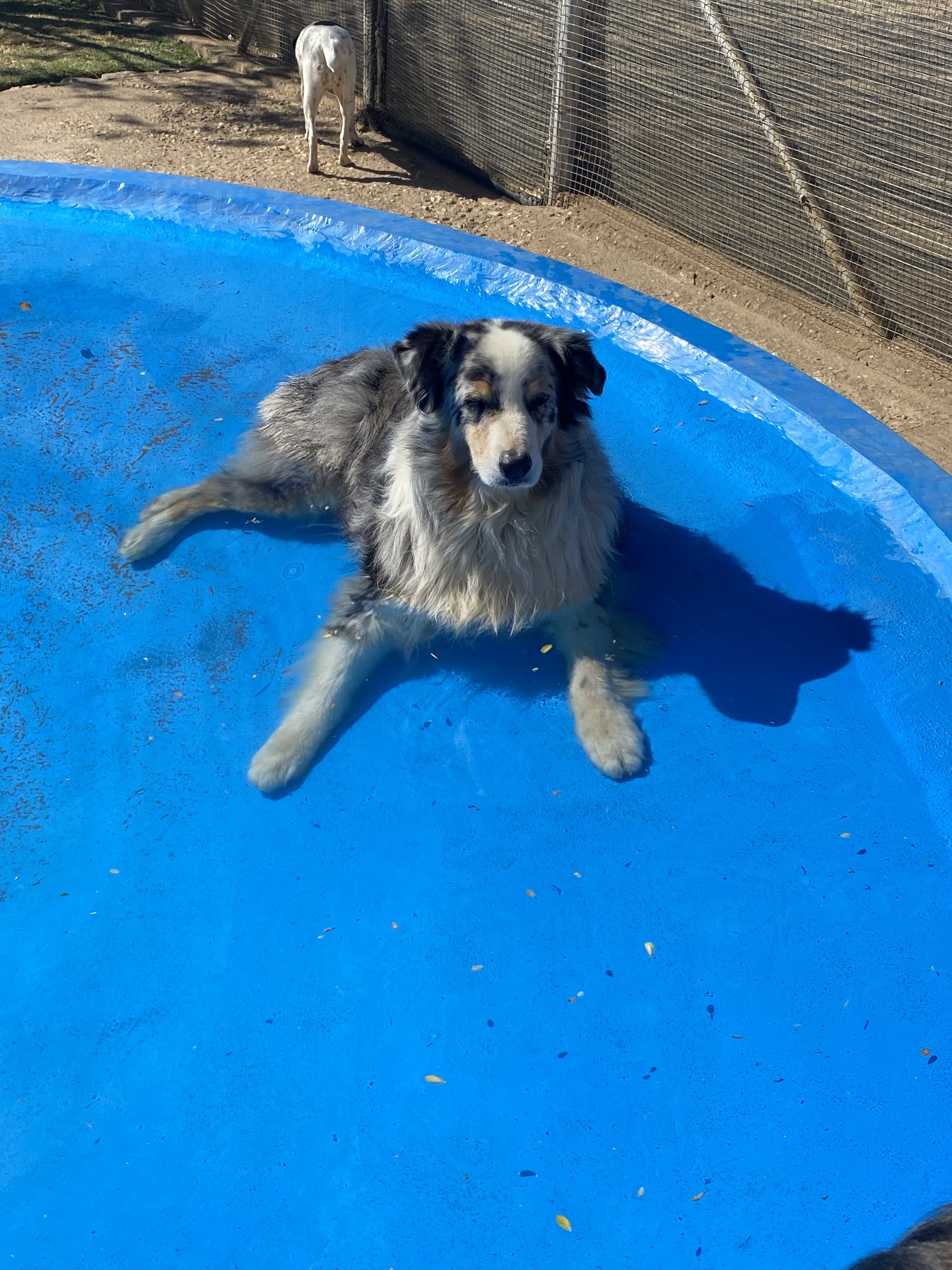Australian Shepherd loyal