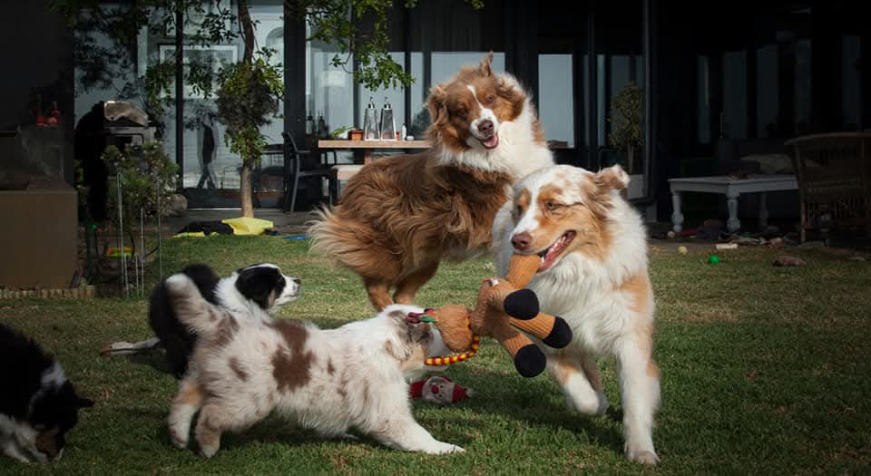 Energetic Aussie pup