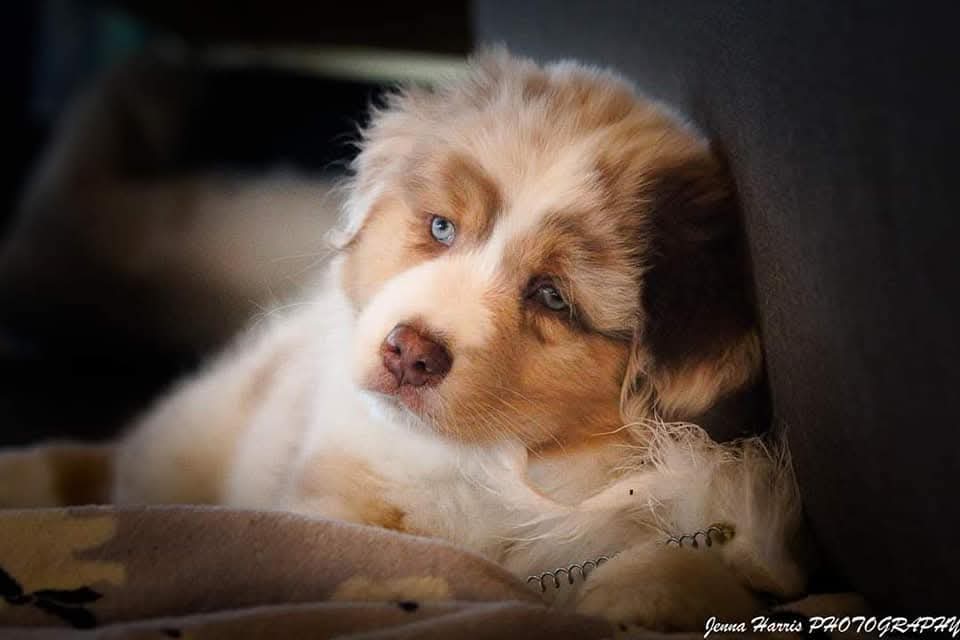 Sleepy Aussie puppy