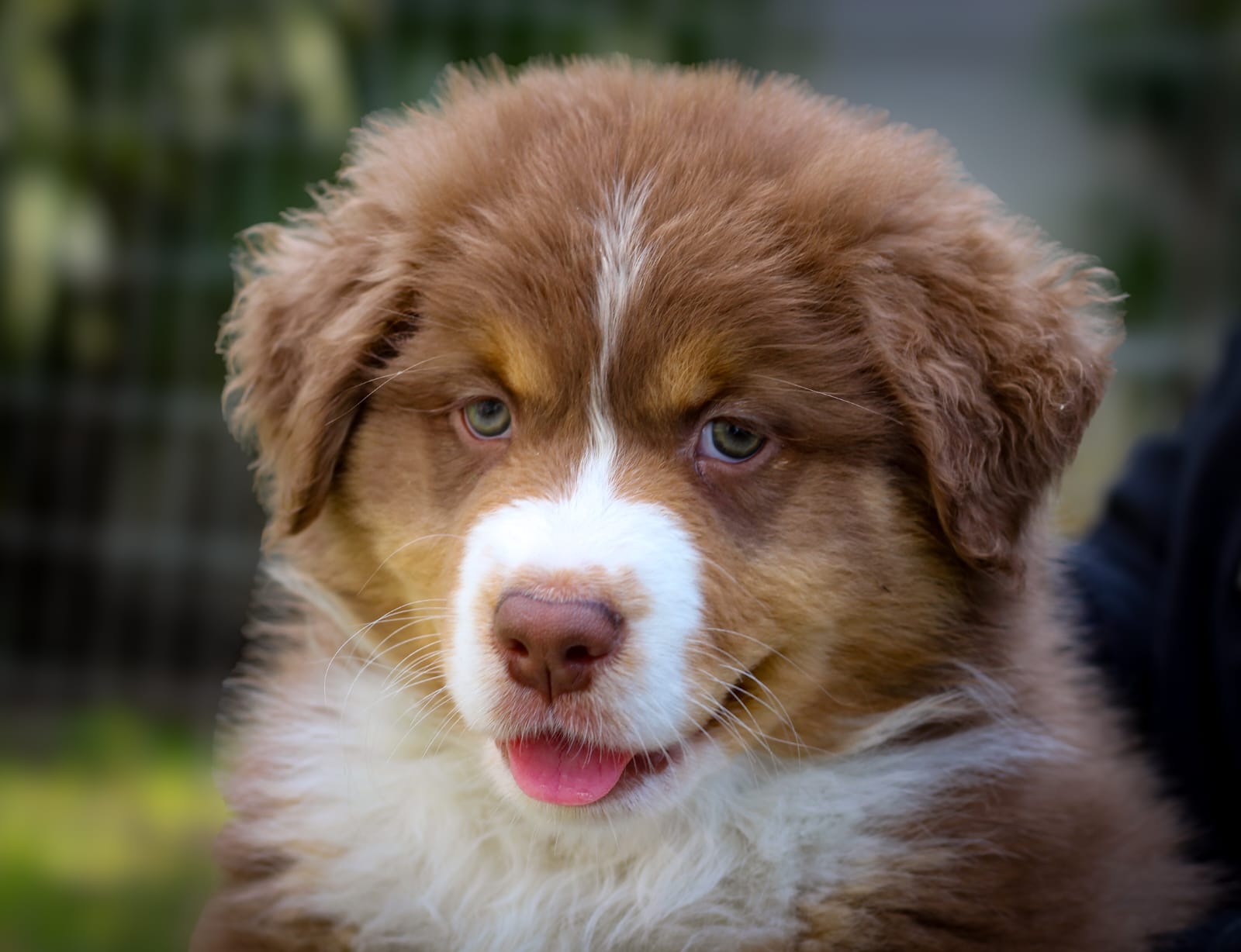 Red Australian Shepherd Puppy