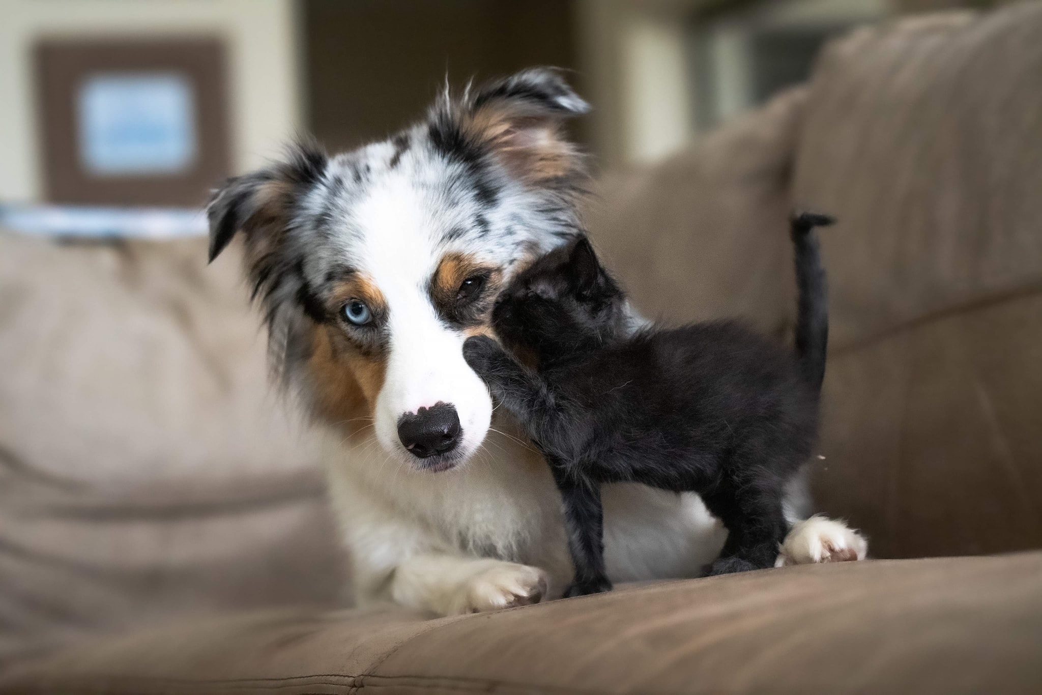 Australian Shepherd color varieties