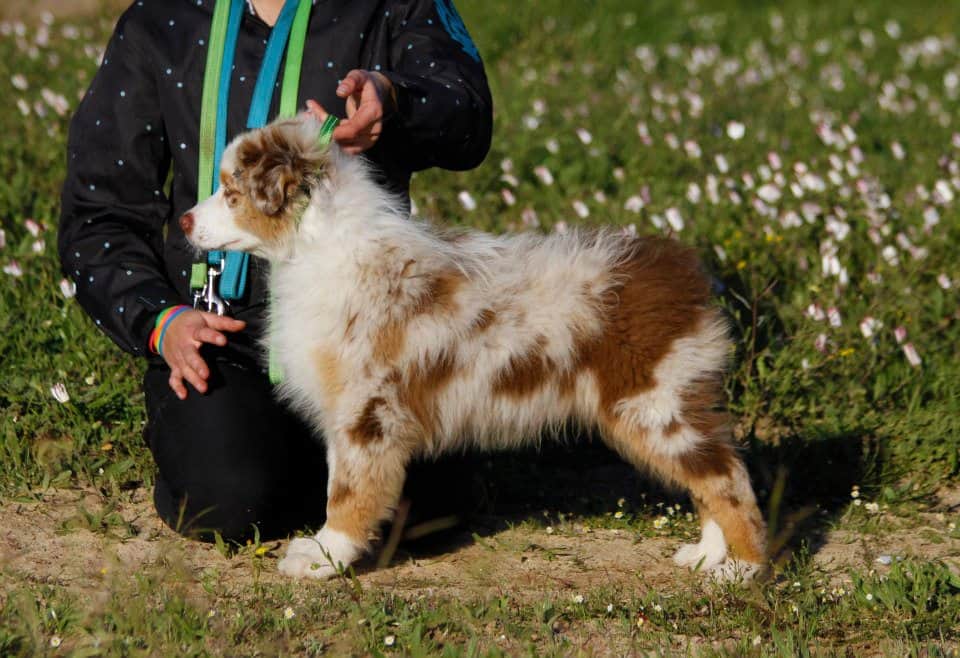 Australian Shepherd color varieties
